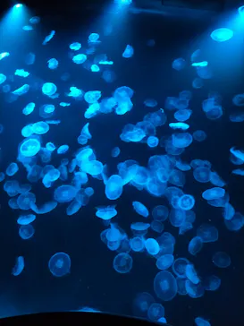 すみだ水族館に投稿された画像（2021/12/30）