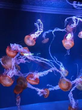 すみだ水族館に投稿された画像（2021/12/30）