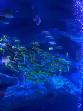 すみだ水族館に投稿された画像（2021/12/30）