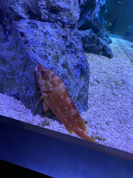 すみだ水族館に投稿された画像（2021/12/30）