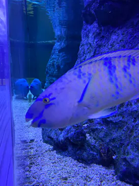 すみだ水族館に投稿された画像（2021/12/30）