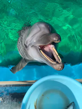 横浜・八景島シーパラダイスに投稿された画像（2021/12/30）