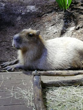 カワスイ 川崎⽔族館に投稿された画像（2021/12/30）