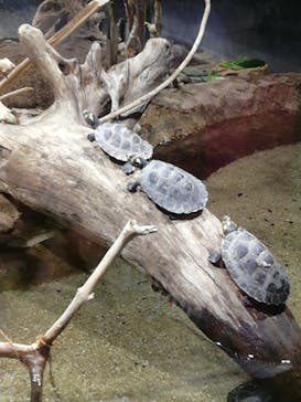 カワスイ 川崎⽔族館に投稿された画像（2021/12/30）