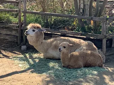 神戸どうぶつ王国に投稿された画像（2021/12/30）