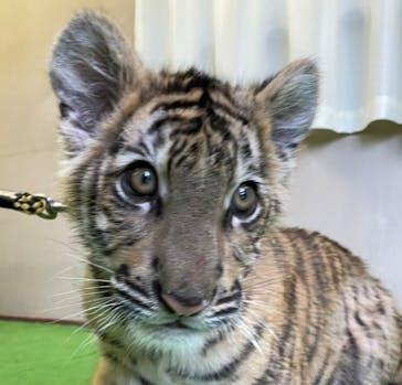 しろとり動物園に投稿された画像（2021/12/30）