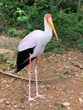 ネオパークオキナワに投稿された画像（2021/12/30）