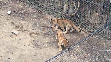 群馬サファリパークに投稿された画像（2021/12/30）