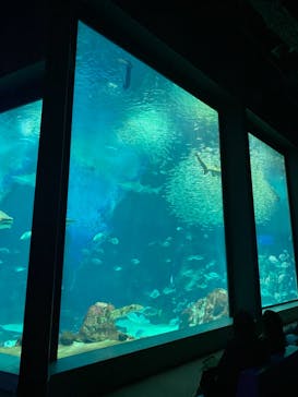 マリンワールド海の中道に投稿された画像（2021/12/30）