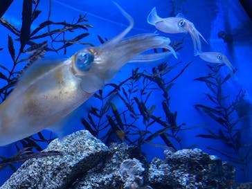 名古屋港水族館に投稿された画像（2021/12/30）