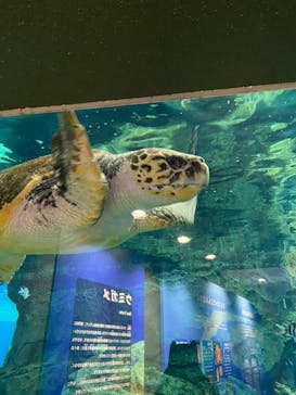 名古屋港水族館に投稿された画像（2021/12/30）