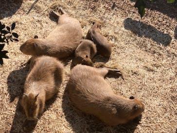 伊豆シャボテン動物公園に投稿された画像（2021/12/30）