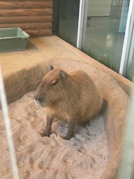 新江ノ島水族館に投稿された画像（2021/12/30）