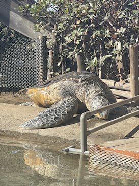 新江ノ島水族館に投稿された画像（2021/12/30）