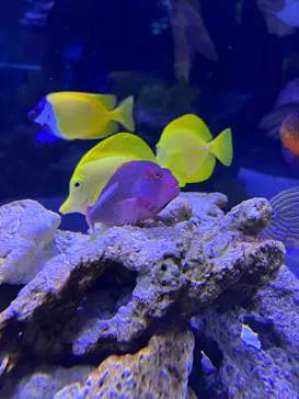 すみだ水族館に投稿された画像（2021/12/30）