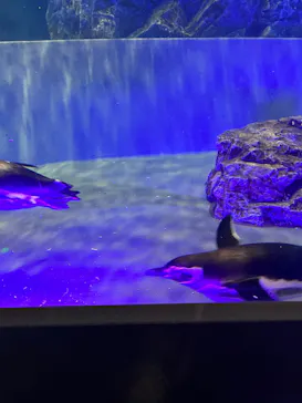 すみだ水族館に投稿された画像（2021/12/30）