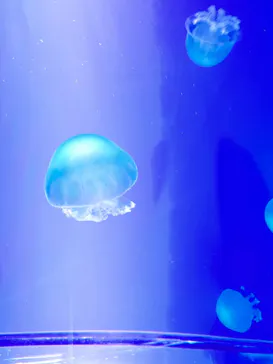 すみだ水族館に投稿された画像（2021/12/30）