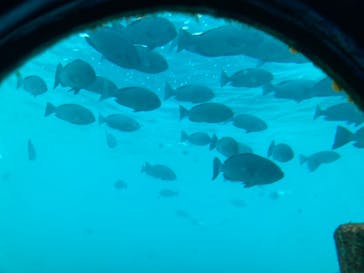 串本海中公園水族館に投稿された画像（2021/12/30）