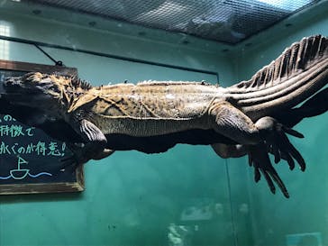 サンシャイン水族館に投稿された画像（2021/12/30）