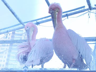 サンシャイン水族館に投稿された画像（2021/12/30）