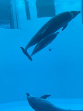 名古屋港水族館に投稿された画像（2021/12/30）
