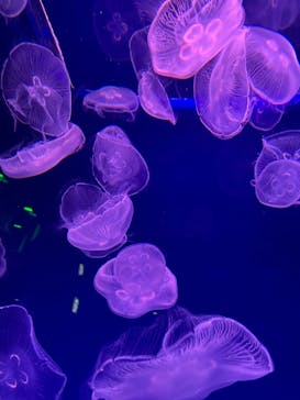 名古屋港水族館に投稿された画像（2021/12/30）