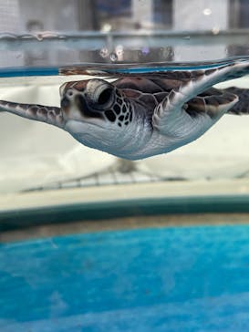 名古屋港水族館に投稿された画像（2021/12/30）