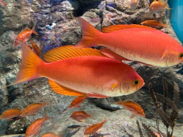 しながわ水族館に投稿された画像（2021/12/30）