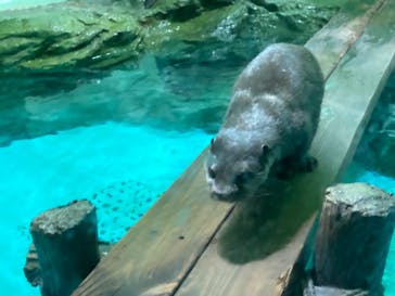 しながわ水族館に投稿された画像（2021/12/30）