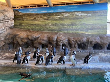 しながわ水族館に投稿された画像（2021/12/30）