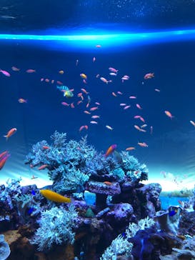 サンシャイン水族館に投稿された画像（2021/12/30）