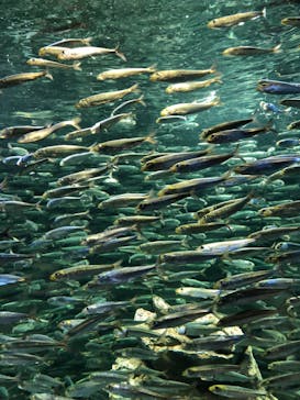 サンシャイン水族館に投稿された画像（2021/12/30）