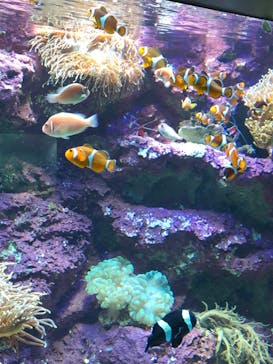 サンシャイン水族館に投稿された画像（2021/12/30）