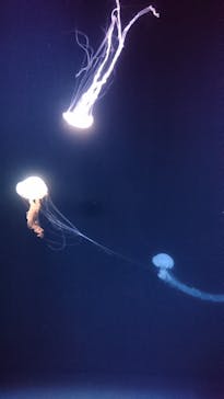 サンシャイン水族館に投稿された画像（2021/12/30）