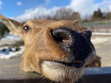 那須サファリパークに投稿された画像（2021/12/30）
