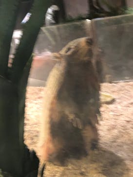 Moff animal world MARK IS みなとみらい店に投稿された画像（2021/12/30）