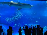 沖縄美ら海水族館に投稿された画像（2021/12/30）