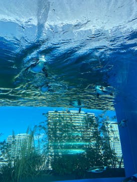 サンシャイン水族館に投稿された画像（2021/12/30）