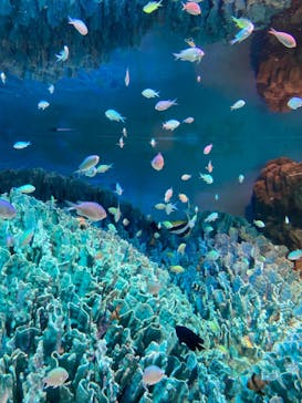 サンシャイン水族館に投稿された画像（2021/12/30）