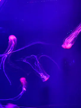 すみだ水族館に投稿された画像（2021/12/30）