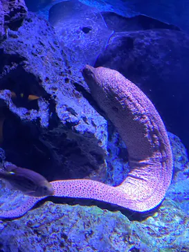 すみだ水族館に投稿された画像（2021/12/30）