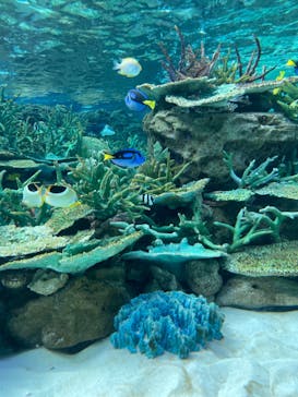 名古屋港水族館に投稿された画像（2021/12/30）