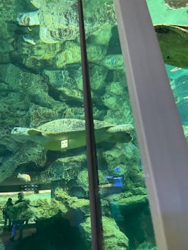 名古屋港水族館に投稿された画像（2021/12/30）