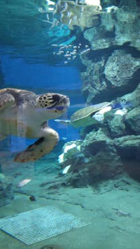 名古屋港水族館に投稿された画像（2021/12/30）