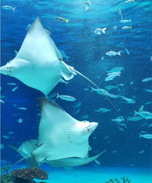 サンシャイン水族館に投稿された画像（2021/12/29）