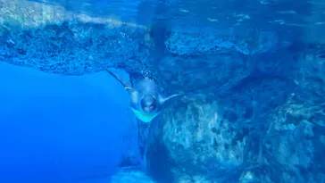 横浜・八景島シーパラダイスに投稿された画像（2021/12/31）