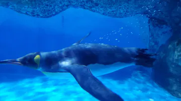 横浜・八景島シーパラダイスに投稿された画像（2021/12/31）