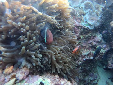 武藤潜水に投稿された画像（2021/12/31）