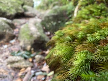 屋久島ガイド21EC-Kに投稿された画像（2021/12/31）