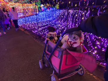 伊豆ぐらんぱる公園に投稿された画像（2021/12/31）